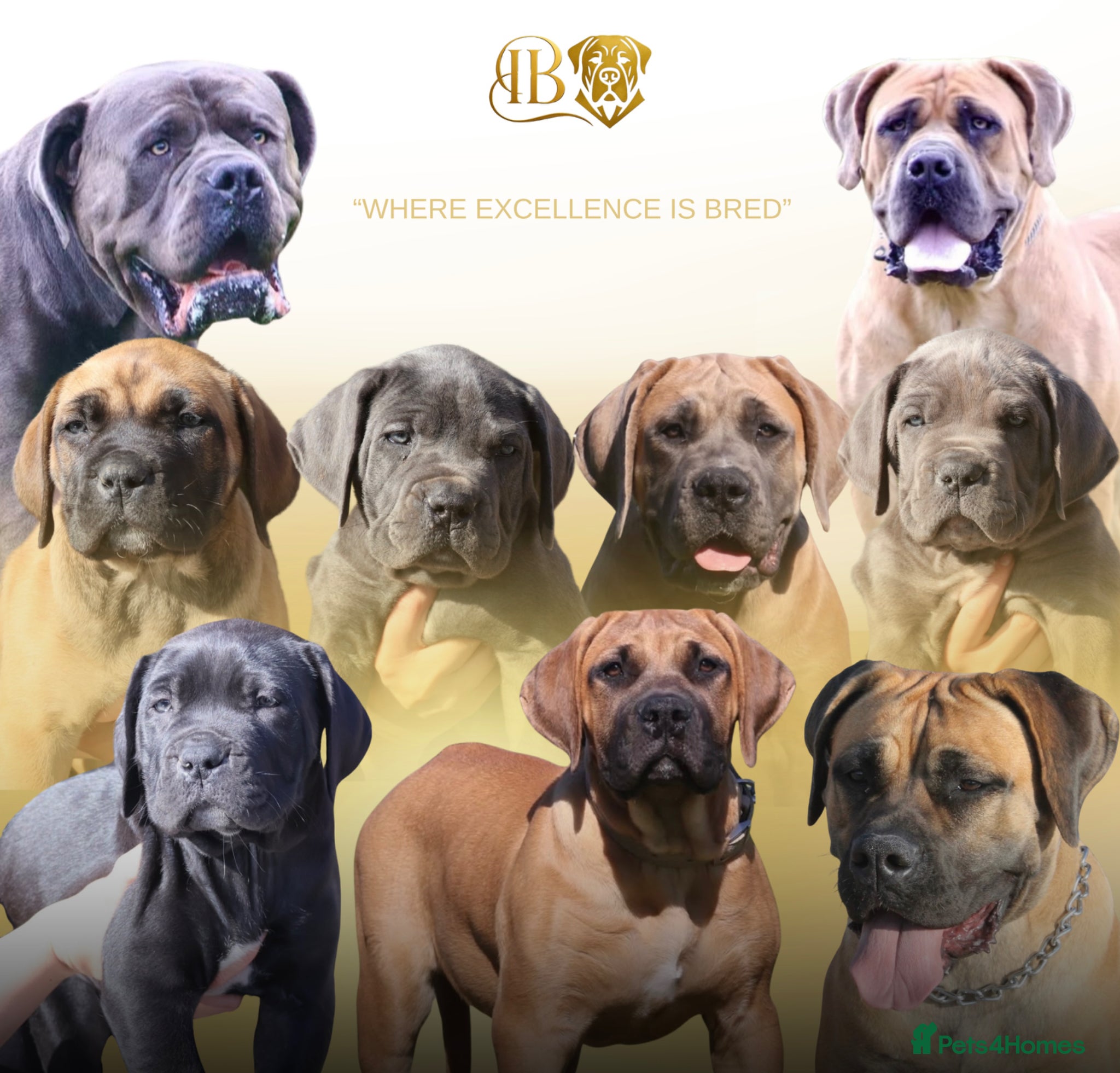 Boerboel dogs Imperial Boerboels  - Advert 10