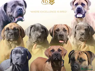 Boerboel dogs Imperial Boerboels - Advert 10