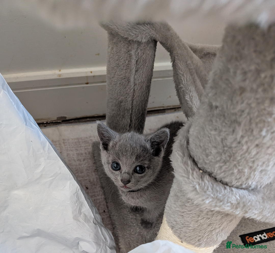 Russian Blue cats Beautiful russian blue kittens 4 girls  - Advert 2