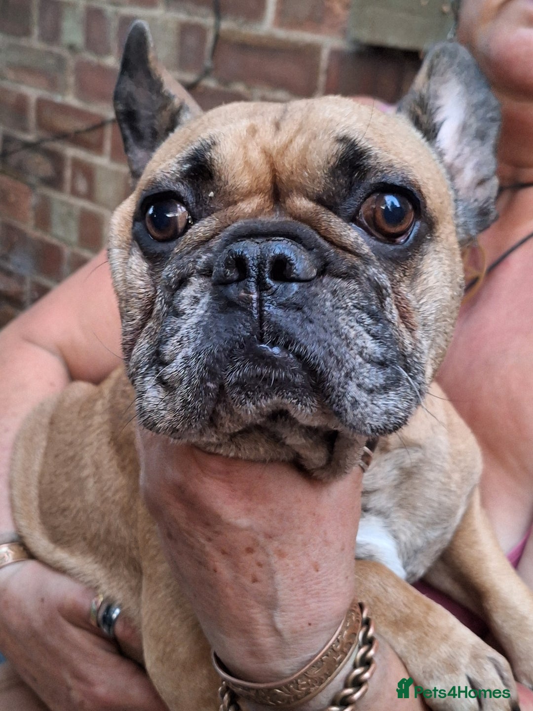 French Bulldog dogs for sale: 5 Frenchie Puppies 4 Boys & 1 Girl - Image 6