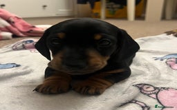Miniature Dachshund dogs for sale: Stunning miniature dachshund  - Image 8