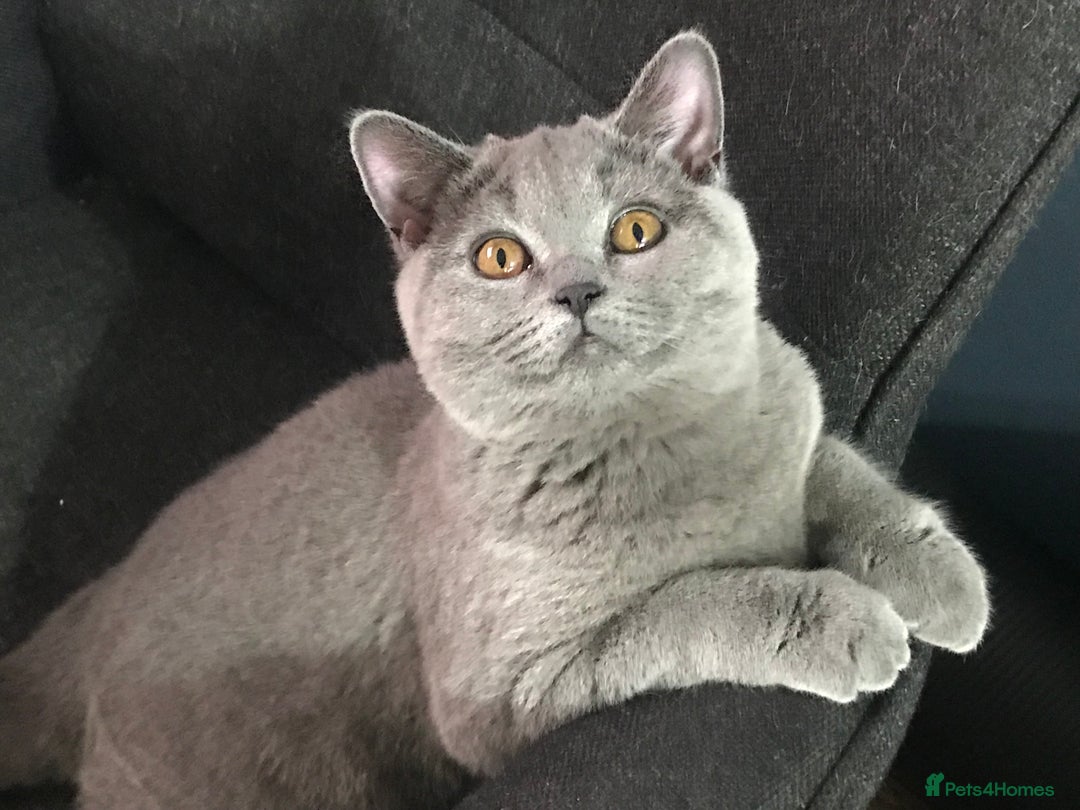 Scottish Fold cats for sale: 4 Scottish fold and British shorthair mix kittens - Advert 2