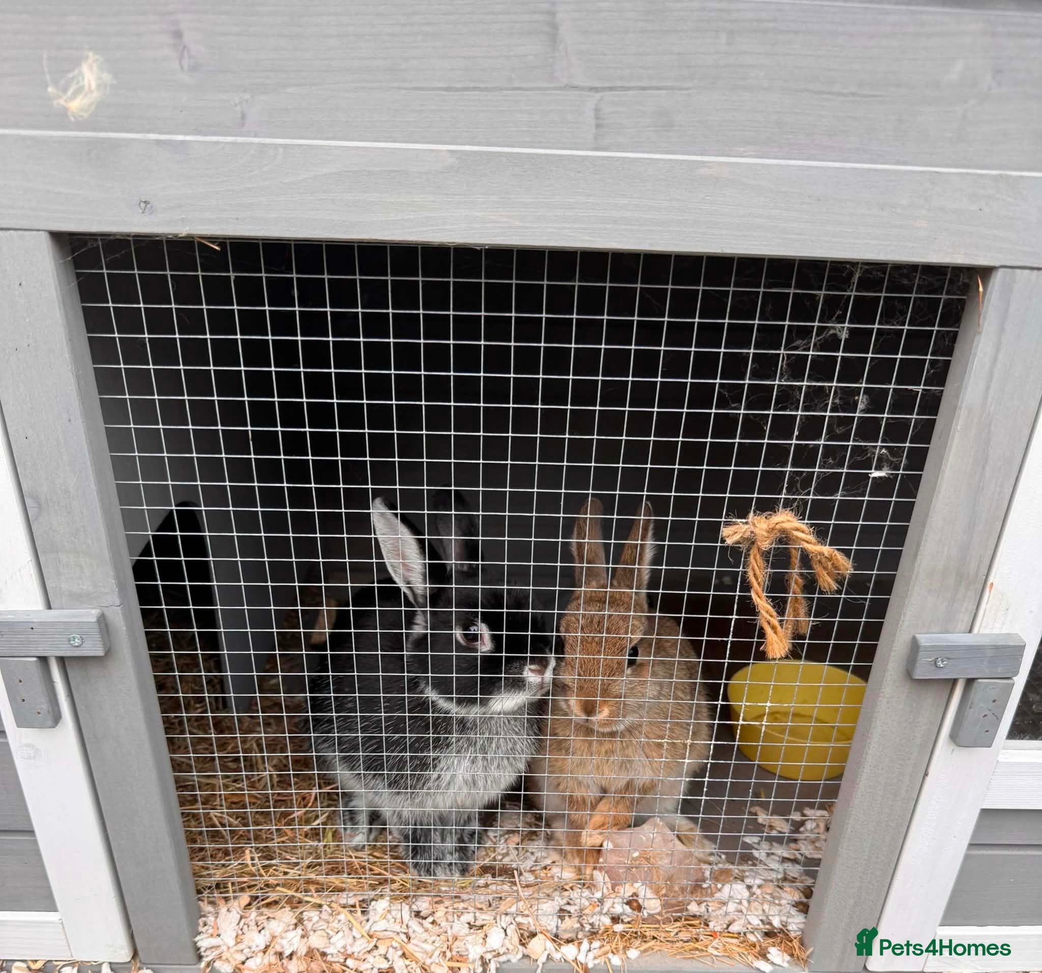 Netherland Dwarf rabbits Netherland dwarf rabbits  - Advert 1