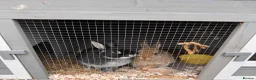 Netherland Dwarf rabbits for sale: Netherland dwarf rabbits  - Advert 1