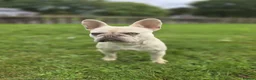 French Bulldog dogs for sale: Friendly &Loving 1 yr old french bulldog in Preston - Advert 8