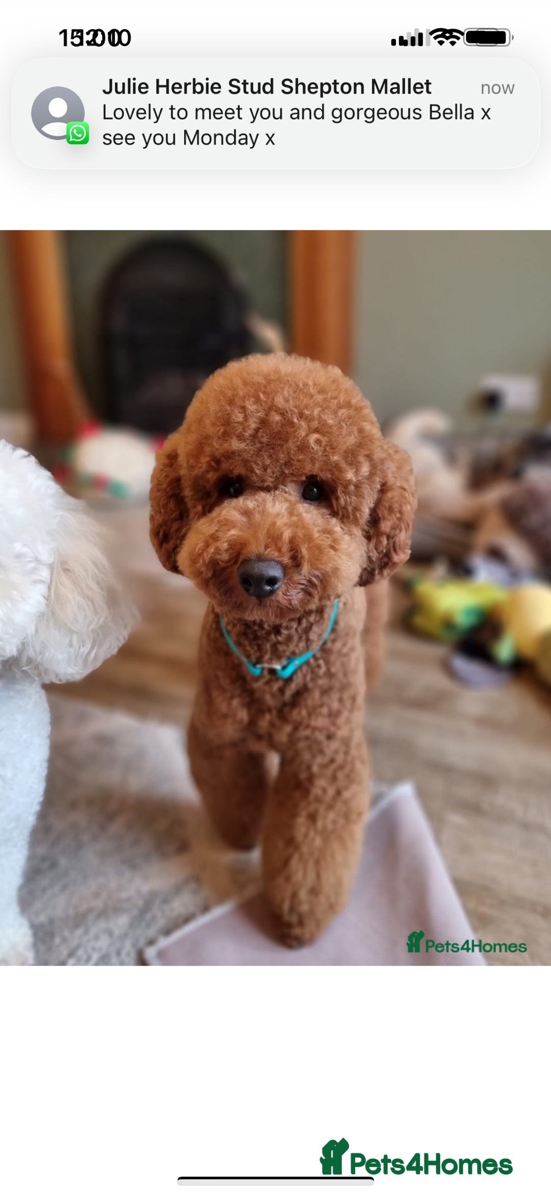Cockapoo dogs for sale: Miniature F1B Cockapoo DNA Health Checked - Image 8