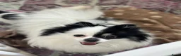 Pomeranian dogs for sale: Precious Pomeranian Puppies for sale  - Advert 14