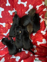 Dobermann dogs - Advert 4