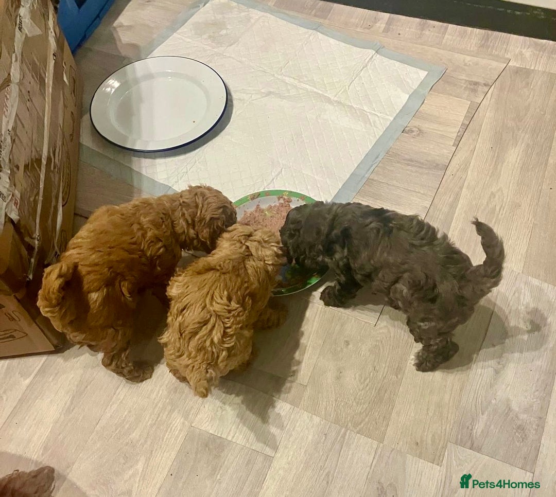 Poochon dogs for sale: Gorgeous Merle boy Poochon Puppy - Advert 5