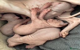 Sphynx cats for sale: 🔥Sphynx and Elf kittens🔥 - Image 16