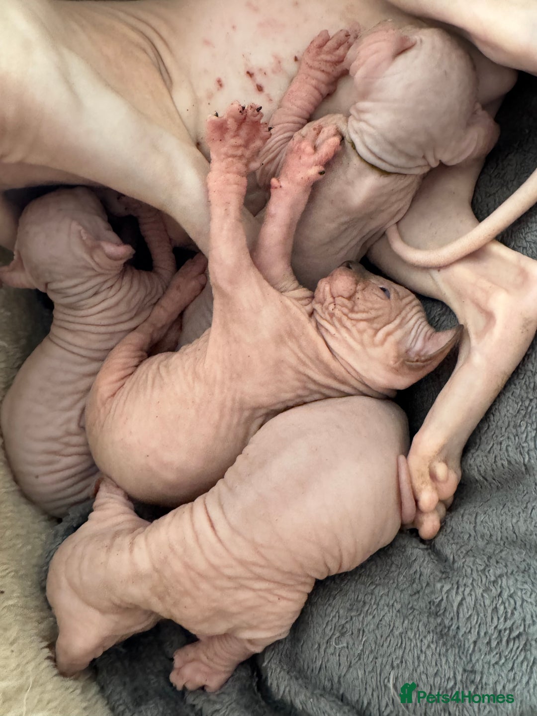 Sphynx cats for sale: 🔥Sphynx and Elf kittens🔥 - Image 16