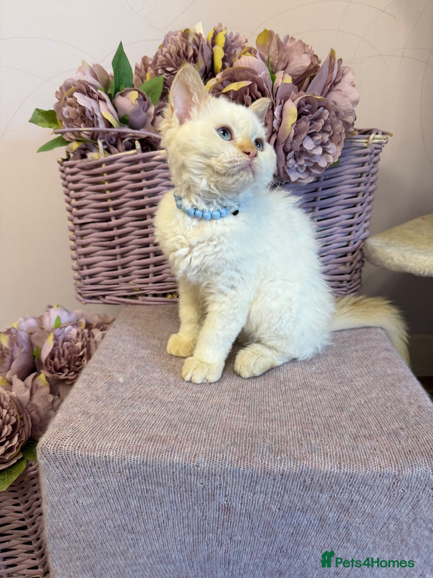 Selkirk Rex cats Selkirk Rex boy  - Advert 2