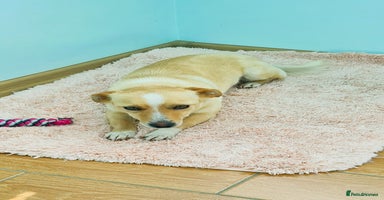 Mixed Breed dogs - Advert 14