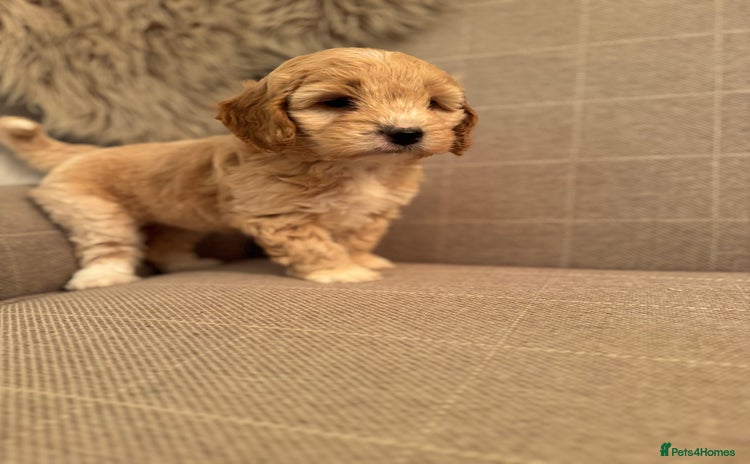 Cockapoo dogs - Advert 9