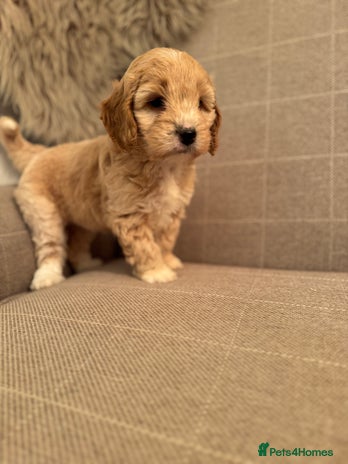 Cockapoo dogs - Advert 9