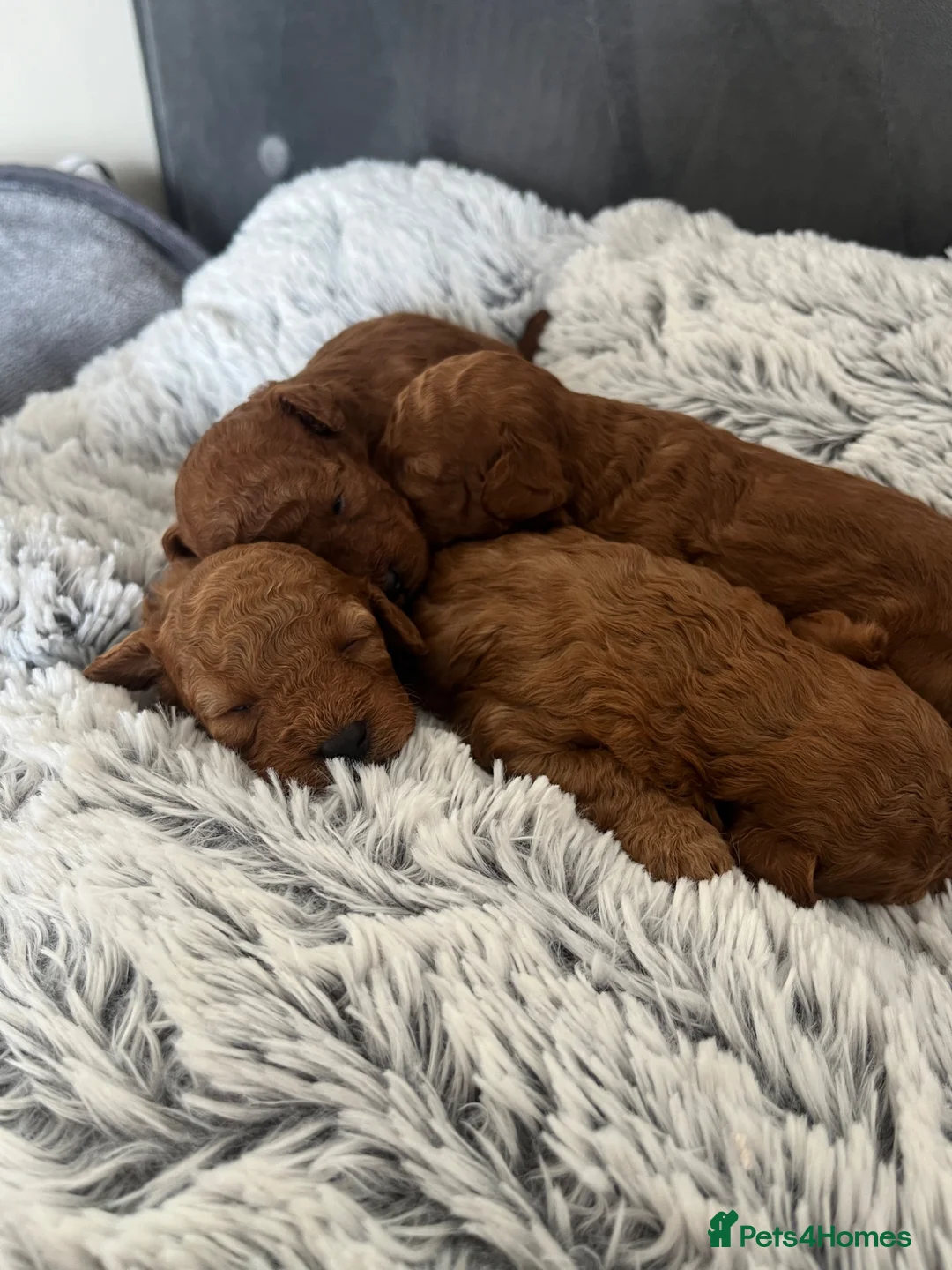 Toy Poodle dogs for sale: Adorable toy poodle puppies  - Advert 2