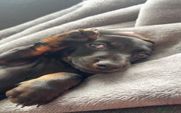 Dachshund dogs for sale: Miniature dachshund  - Image 11