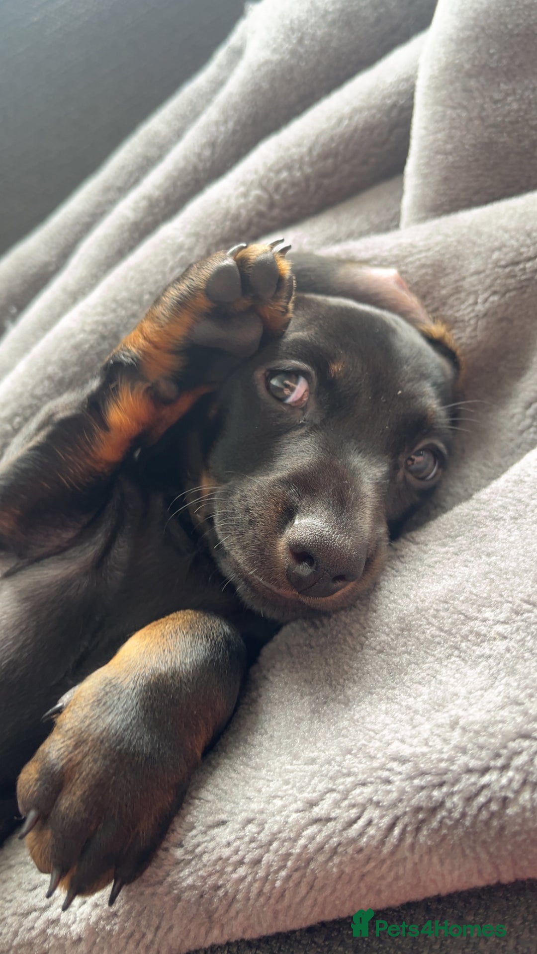 Dachshund dogs for sale: Miniature dachshund  - Image 11