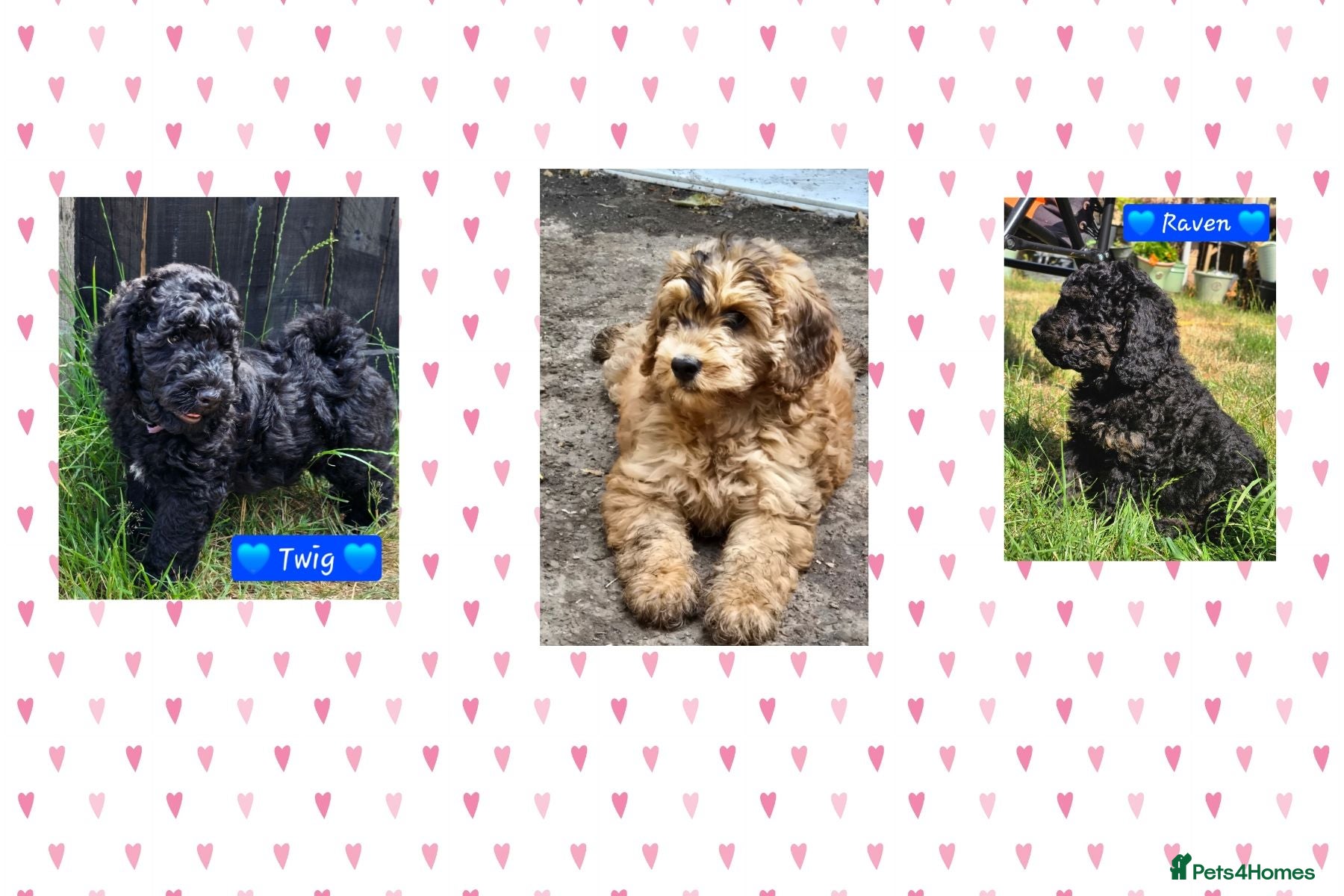 Cockapoo dogs Health Tested F1b Cockapoo Puppies - Advert 1