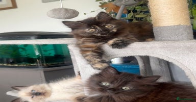Mixed Breed cats - Advert 4