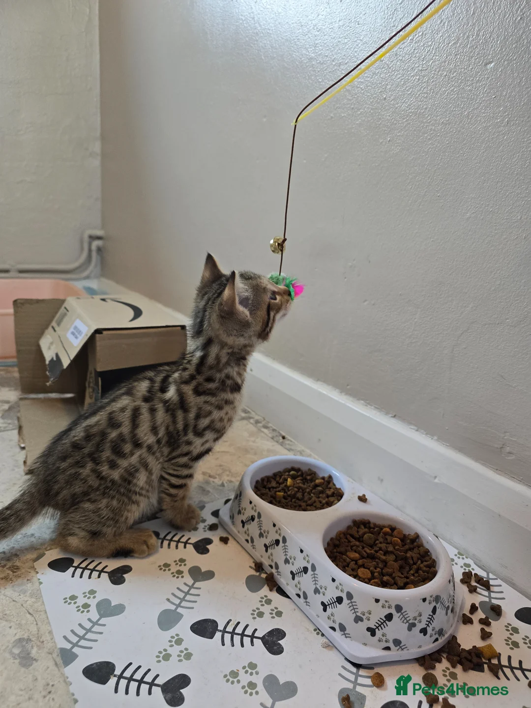 Bengal cats for sale: X1 Male bengal READY NOW - Advert 10
