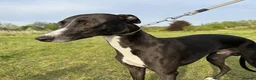 Whippet dogs for stud: Stud available - Bonnywhip Flacks - Advert 6