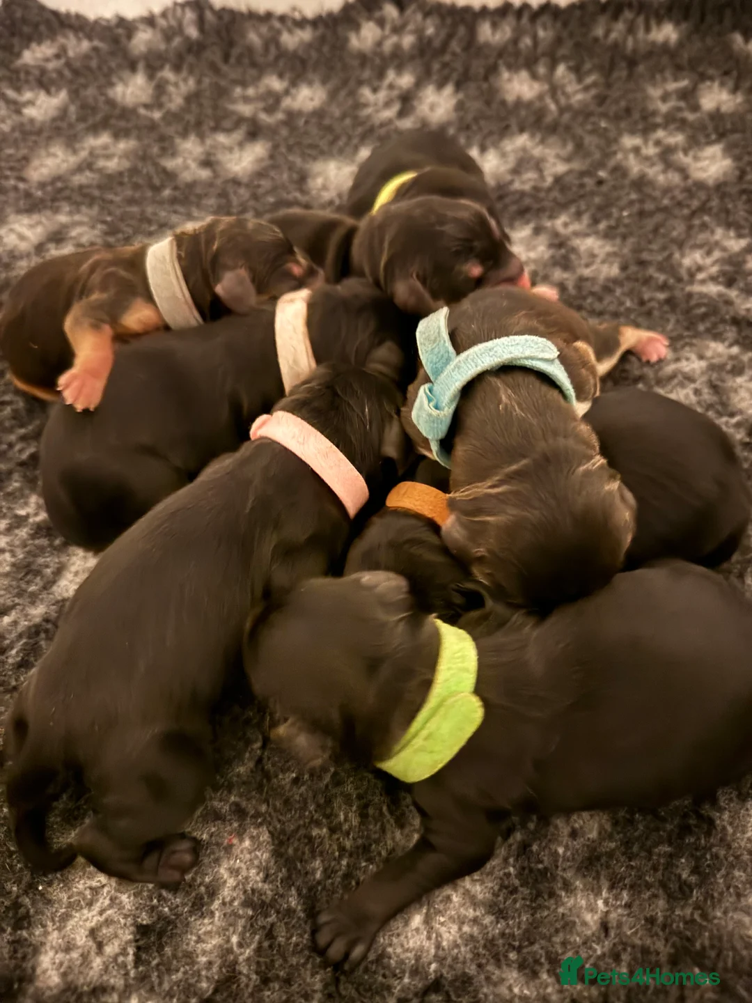 Cockapoo dogs for sale: F1 show type cockapoo puppies  in Ipswich - Advert 3