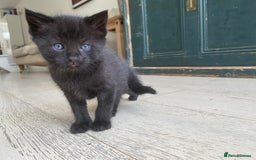 Mixed Breed cats for sale: Four beautiful little kittens - Image 38