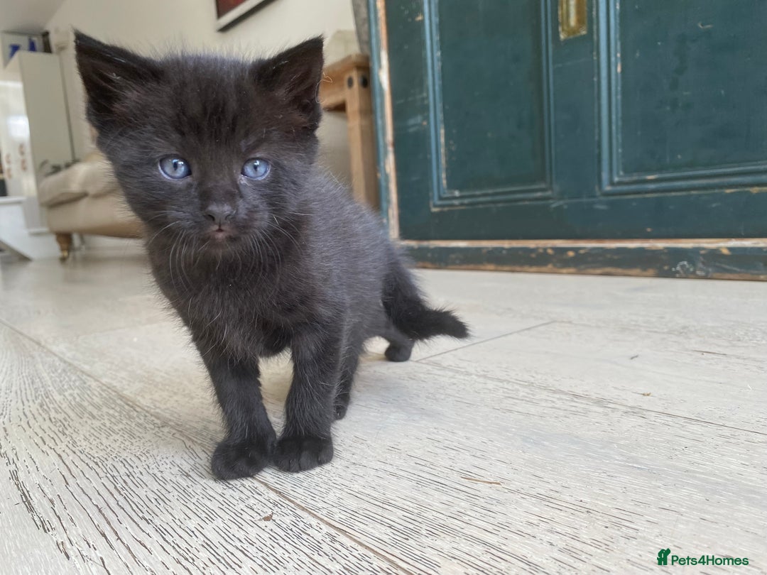 Mixed Breed cats for sale: Four beautiful little kittens - Image 38