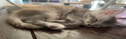 Maine Coon cats for sale: Pedigree GCCF Registered Maine Coon kittens - Advert 2