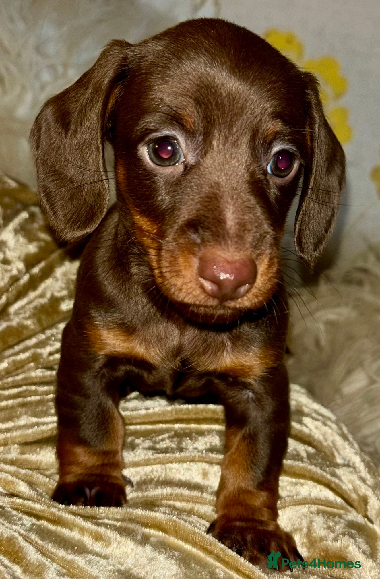 Dachshund dogs Two female identical twins and a male - Advert 7