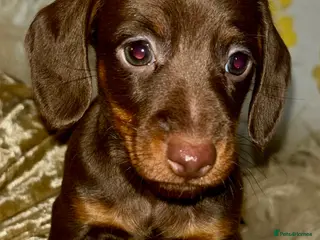Dachshund dogs Two female identical twins and a male - Advert 3