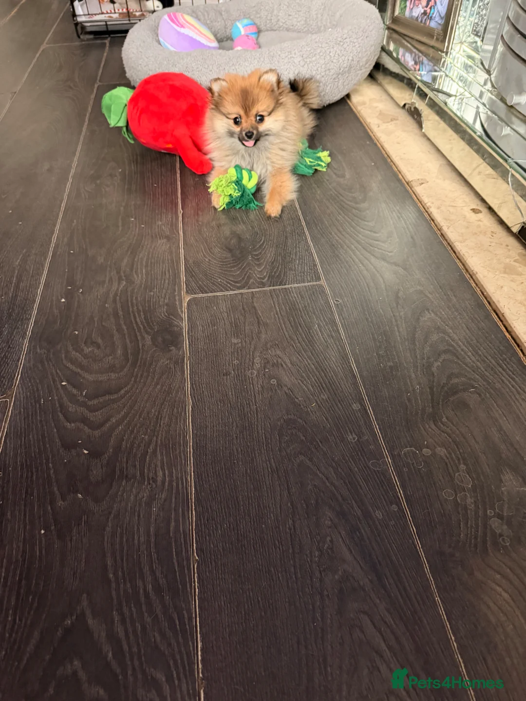 Pomeranian dogs for sale: Beautiful girl miniature Pomeranian in Orpington - Advert 2
