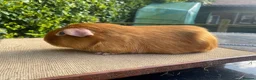Guinea Pig rodents for sale: Baby Guinea pigs available ready now - Advert 11