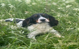 Cocker Spaniel dogs for stud: Kc Tri Colour Working Cocker At Stud.  - Image 2