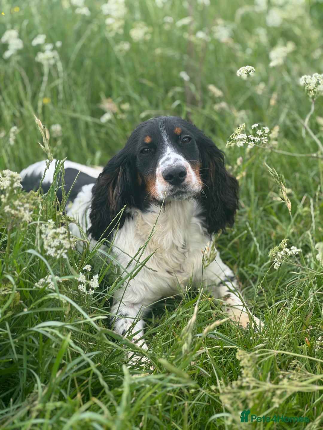 Cocker Spaniel dogs for stud: Kc Tri Colour Working Cocker At Stud.  - Image 2