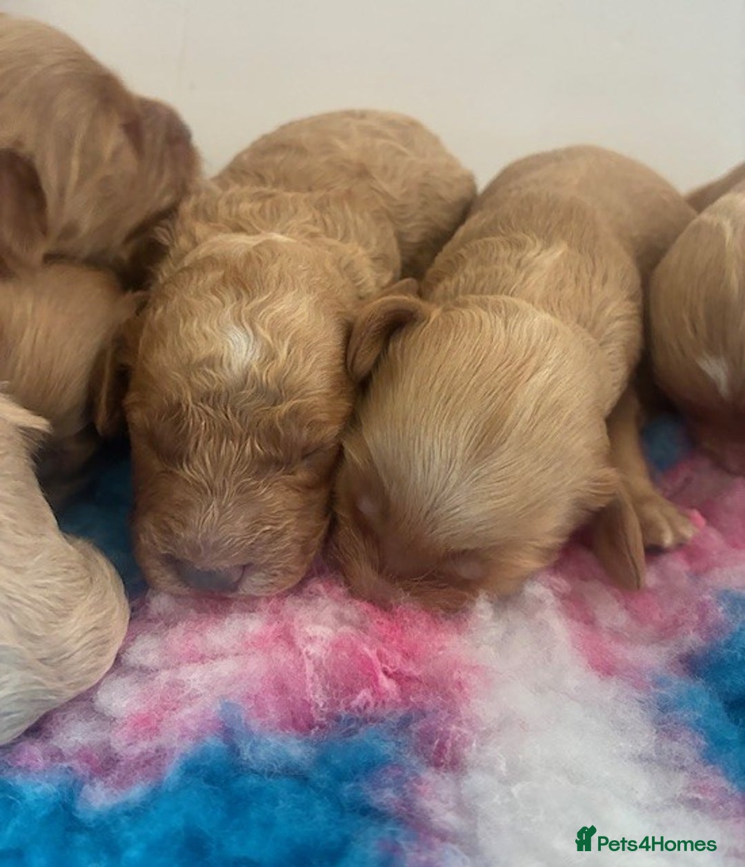 Cavapoo dogs for sale: 🌟 Beautiful Cavapoo puppies 🌟 - Image 5