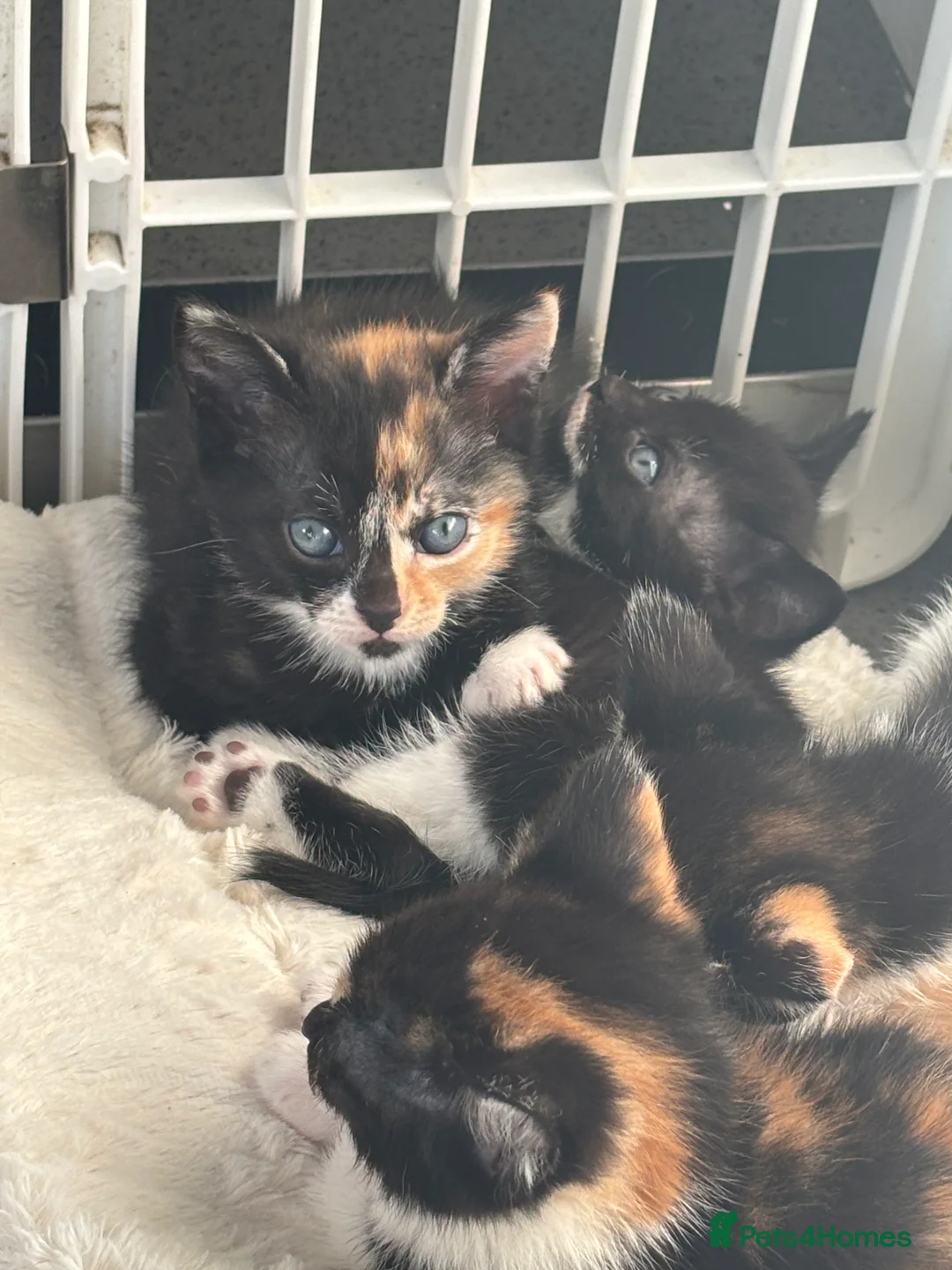 Domestic Shorthair cats for sale: Domestic kittens - Advert 3