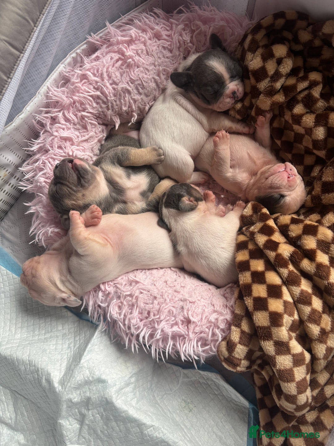 French Bulldog dogs for sale: Chunky French bulldog 3x girl puppies 23/10/25 - Image 13