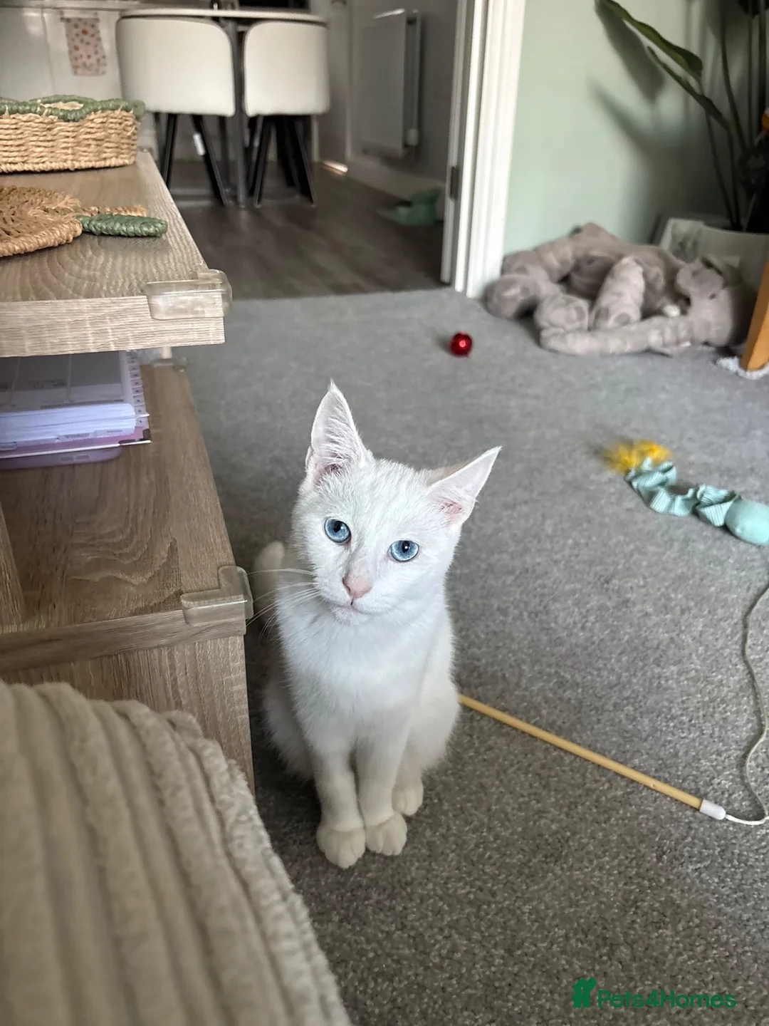 Domestic Shorthair cats for adoption: Boots, gorgeous 6 month old kitten (deaf)  - Advert 3