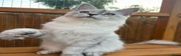 Maine Coon cats for sale: TICA Stunning kitten black smoke sghaded  girl cat - Advert 4