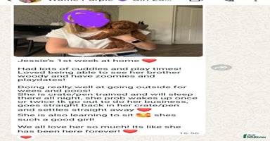 Goldendoodle dogs - Advert 13