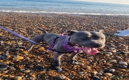 Staffordshire Bull Terrier dogs for sale: Male Staffie approx 2 years old - Advert 2