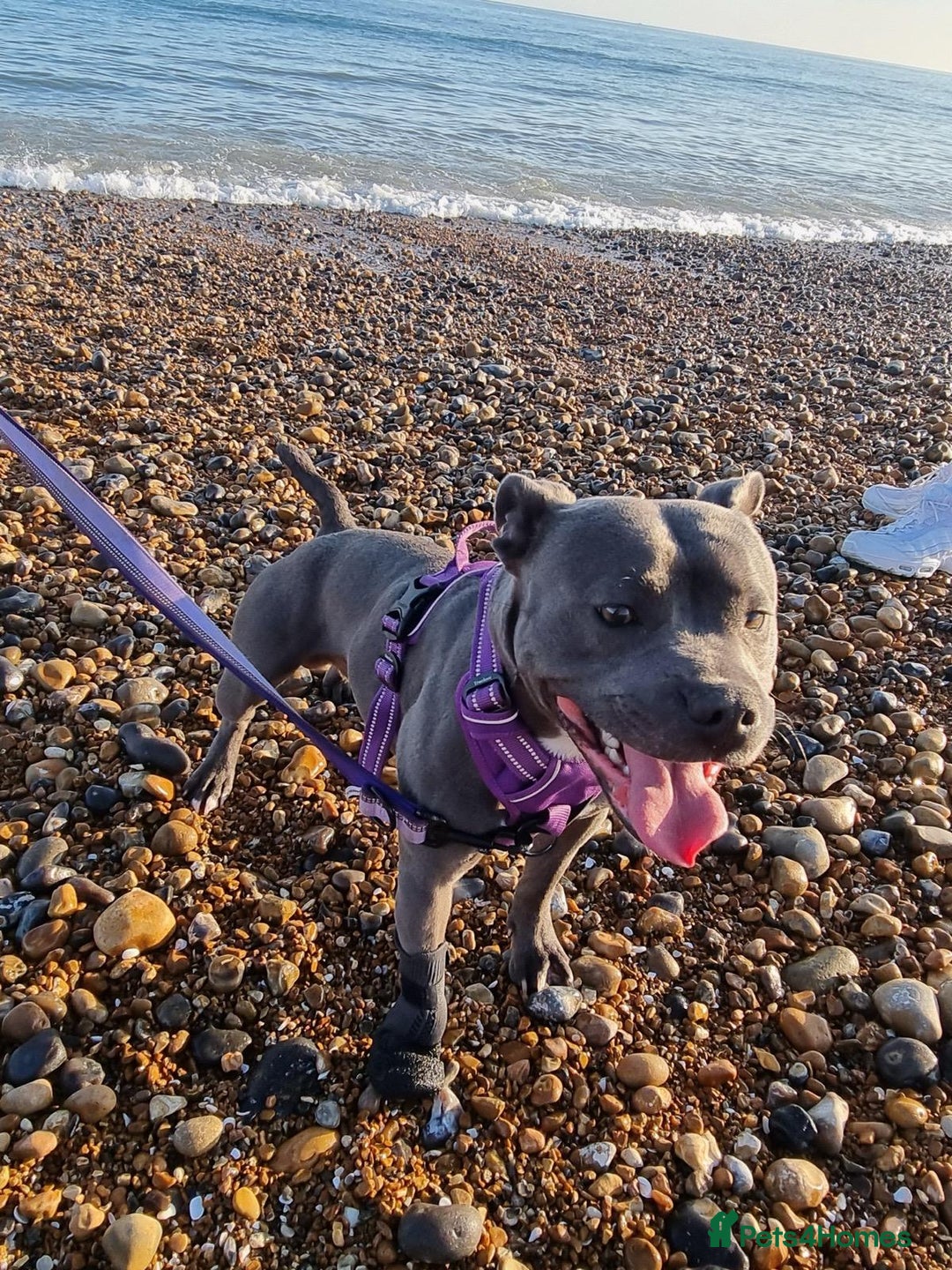 Staffordshire Bull Terrier dogs for sale: Male Staffie approx 2 years old - Advert 2