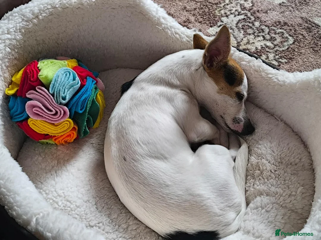 Jack Russell dogs for sale: Jack Russell in Darwen - Advert 1