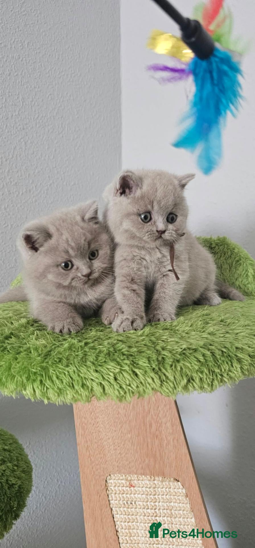 British Shorthair cats British Shorthair Male Kittens - Advert 2