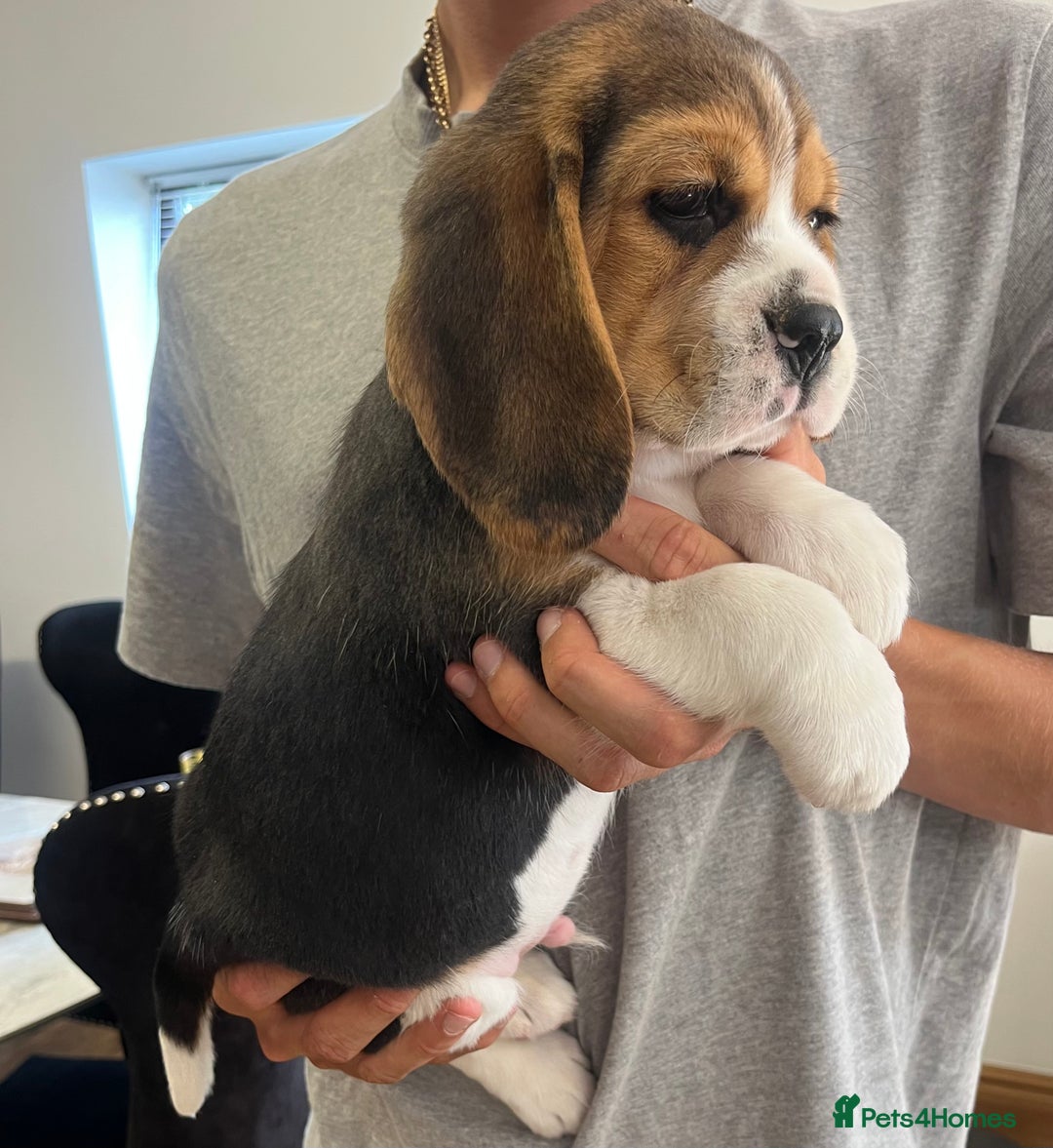 Beagle dogs for sale: Adorable Puppies- KC Reg  - Image 3