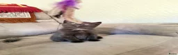 British Shorthair cats for sale: Beautiful black british short hair kittens - Advert 13
