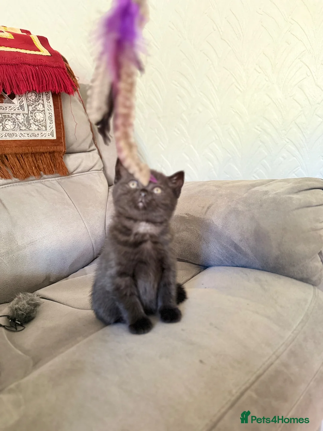 British Shorthair cats for sale: Beautiful black british short hair kittens - Advert 13