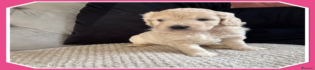 Light pink collar girl